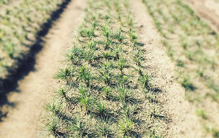 松の成長の様子